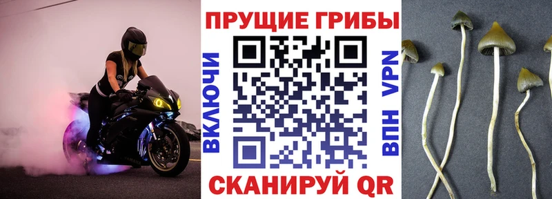 Купить  Пролетарск  Галлюциногенные грибы прущие грибы 